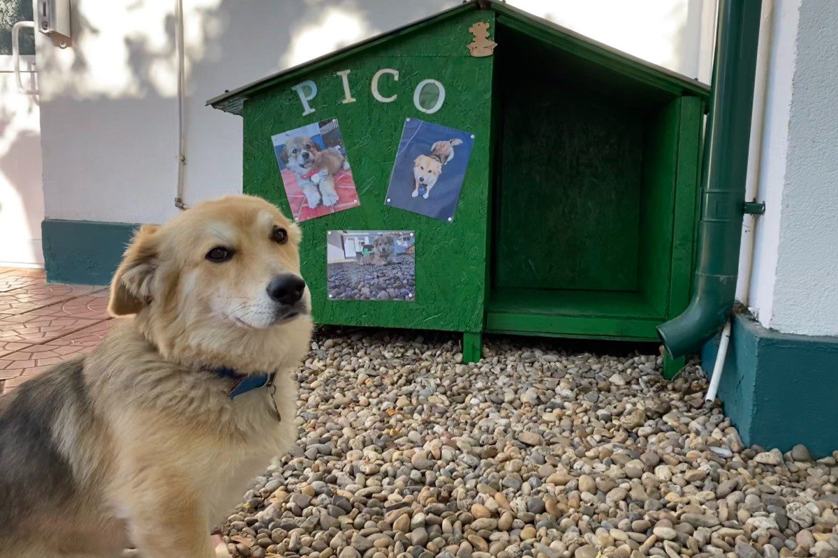 Catelul firmei Pico